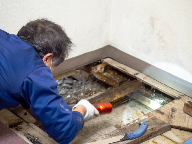 Best Mold Cleaning Services  in North Potomac, MD