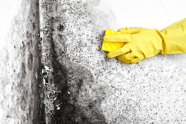 Best Commercial Mold Removal  in North Potomac, MD