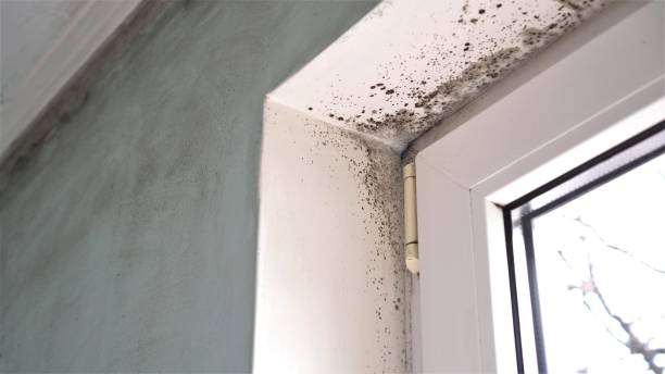 Best Mold Cleaning Services  in North Potomac, MD