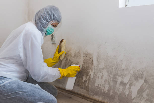 Best Commercial Mold Removal  in North Potomac, MD