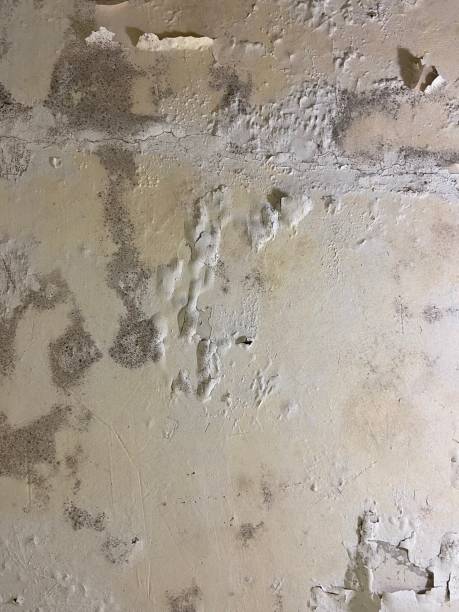 Best Mold Damage Repair  in North Potomac, MD