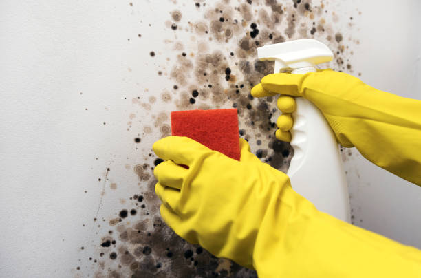 North Potomac, MD Mold Removal Company