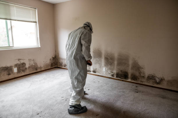 Best Home Mold Removal  in North Potomac, MD