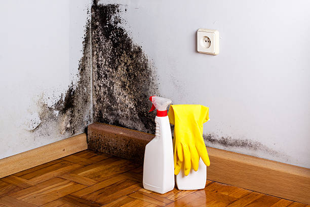 Best Fast Mold Removal  in North Potomac, MD